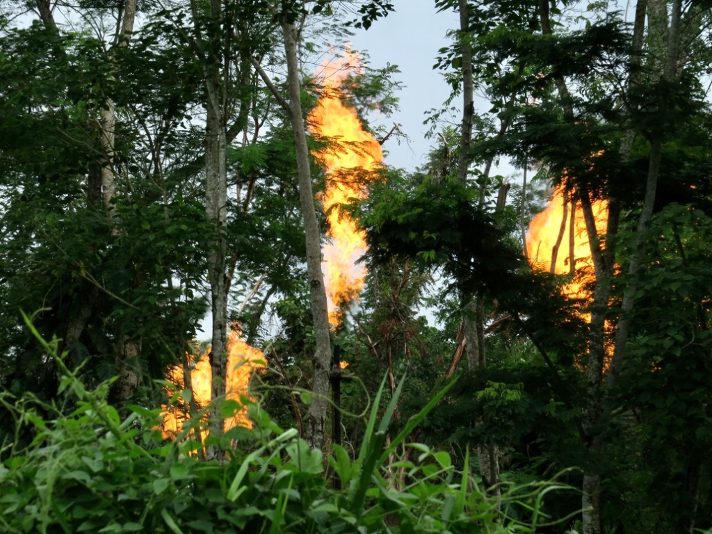 Flames from gas flares in amongst forest trees.